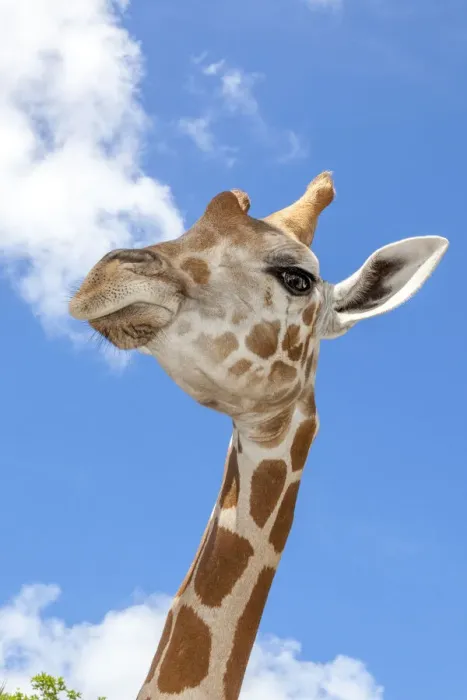 Framed Print : A reticulated giraffes height gives it a downward glance Framed Print : A reticulated giraffes height gives it a downward glance