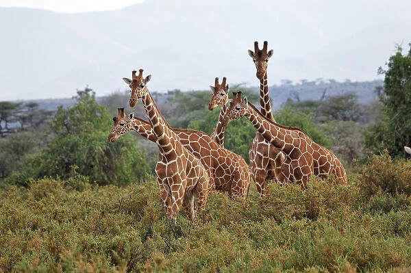 Reticulated Giraffes, Samburu National Game Reserve, Kenya, Africa
