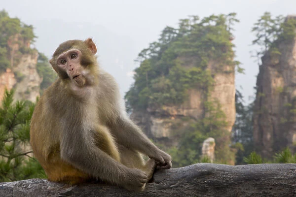 Rhesus macaque monkey on display in the Hallelujah Mountains, Wulingyuan District, China