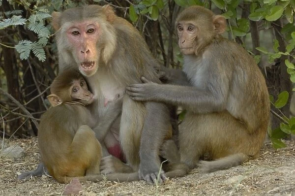 Rhesus Macaques (Macaca mulatta) mother & baby in Bharatpur National Park or Keoladeo