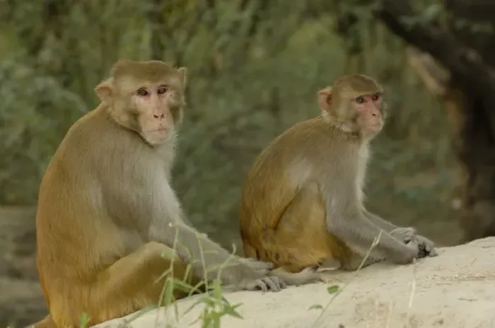 Framed Print : Rhesus Macaques (Macaca mulatta) in Bharatpur National Park or Keoladeo Ghana Sanctuary