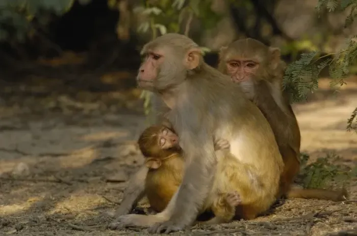Framed Print : Rhesus Macaques (Macaca mulatta) grooming each other in Bharatpur National Park or