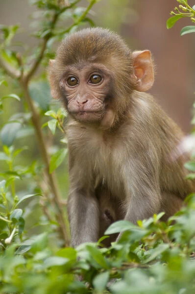 Rhesus monkey baby, Monkey Temple, Jaipur, Rajasthan, India