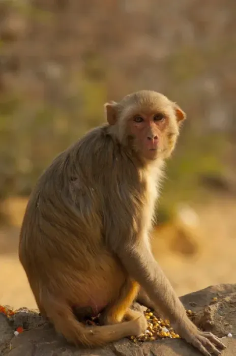 Framed Print : Rhesus Monkey, Monkey Temple, Jaipur, Rajasthan, India Framed Print : Rhesus Monkey, Monkey Temple, Jaipur, Rajasthan, India