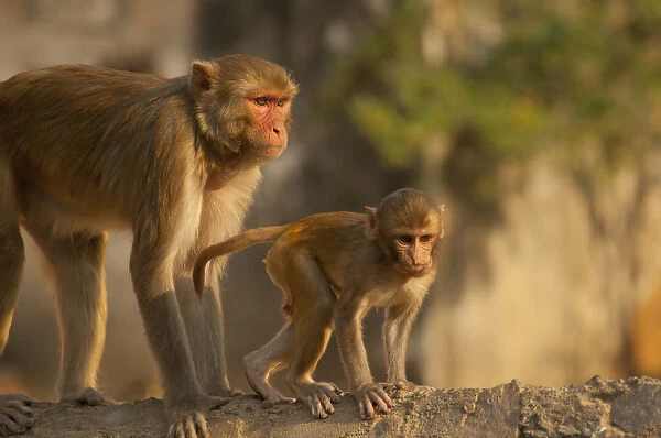 Rhesus Monkey monther and baby, Monkey Temple, Jaipur, Rajasthan, India