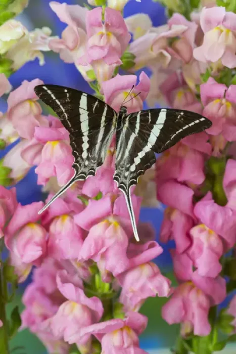 Framed Print : Rhesus Swallowtail Butterfly, Graphium rhesus Framed Print : Rhesus Swallowtail Butterfly, Graphium rhesus