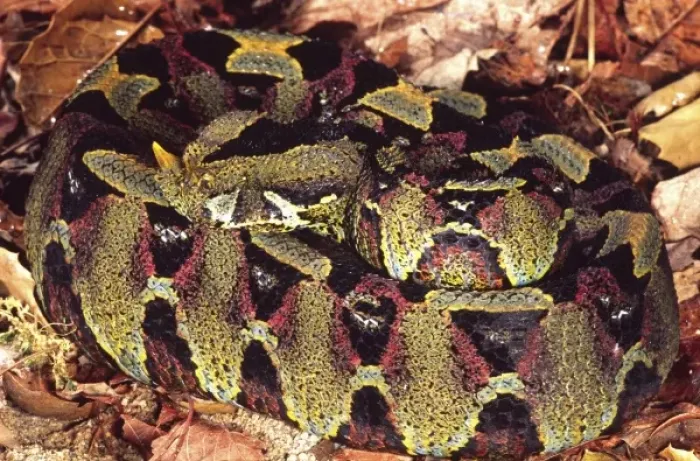Framed Print : Rhinoceros Viper, Bitis nasicornis, Native to Central Africa