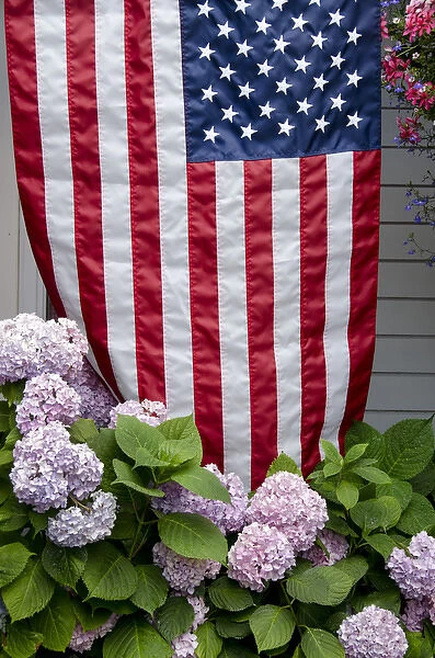 Rhode Island, Block Island. Hydrangeas with American flag