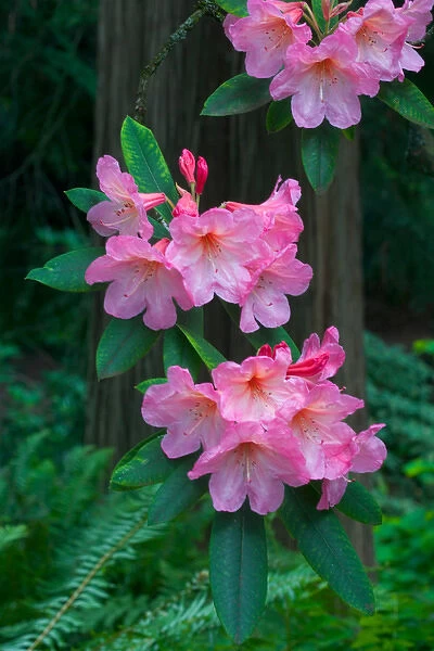 Rhododendron in full bloom with a cedar tree as a backdrop, Washington Arboretum