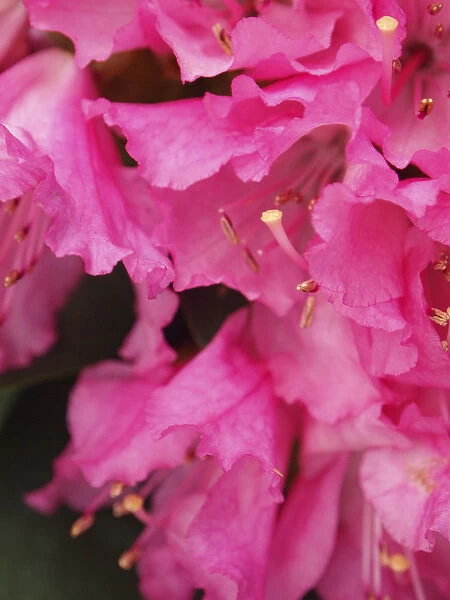 Rhododendron bloom closeup