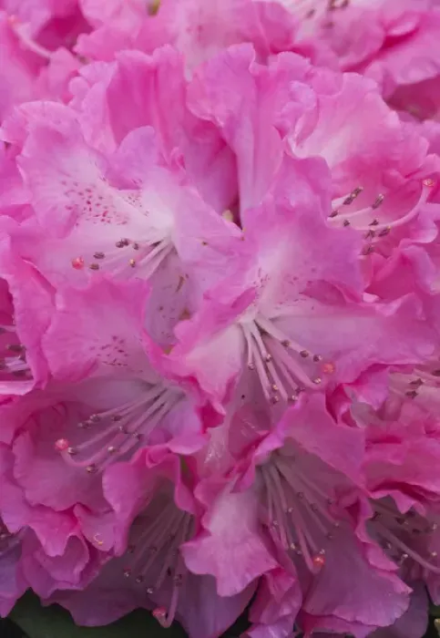 Framed Print : Rhododendron bloom closeup Framed Print : Rhododendron bloom closeup