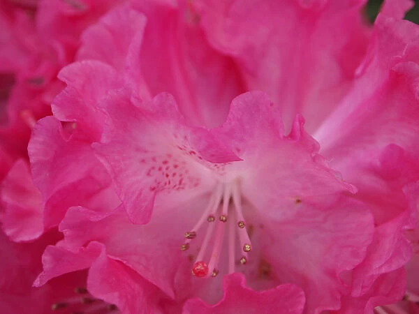 Rhododendron bloom closeup