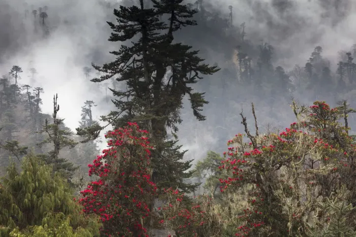 Framed Print : Rhododendron in bloom in the forests of Paro Valley, Bhutan Framed Print : Rhododendron in bloom in the forests of Paro Valley, Bhutan
