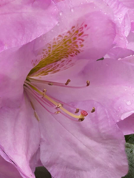 Rhododendron flower