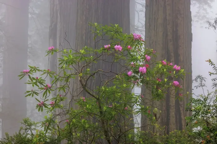 Framed Print : Rhododendron flowers in foggy Del Norte Coast Redwoods State Park, California, USA Framed Print : Rhododendron flowers in foggy Del Norte Coast Redwoods State Park, California, USA