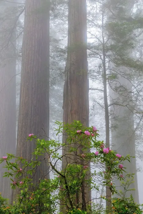 Framed Print : Rhododendron flowers in foggy Del Norte Coast Redwoods State Park, California, USA