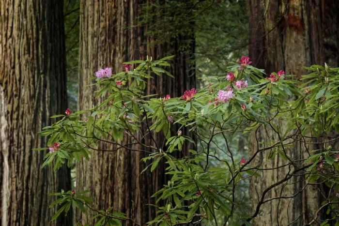 Framed Print : Rhododendron, and giant redwood tree trunks, Redwood National and State Park, California