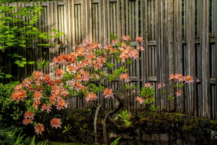 Framed Print : Rhododendron, Portland Japanese Garden Framed Print : Rhododendron, Portland Japanese Garden