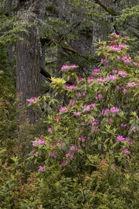 Framed Print : Rhododendron, Siuslaw National Forest, Oregon