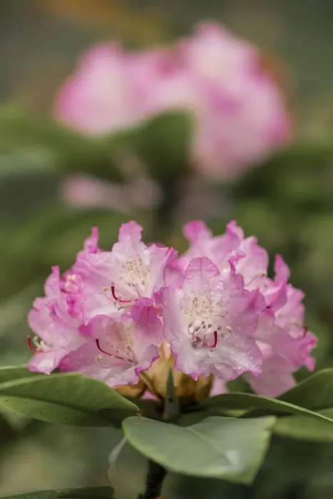 Framed Print : Rhododendron, Siuslaw National Forest, Oregon Framed Print : Rhododendron, Siuslaw National Forest, Oregon
