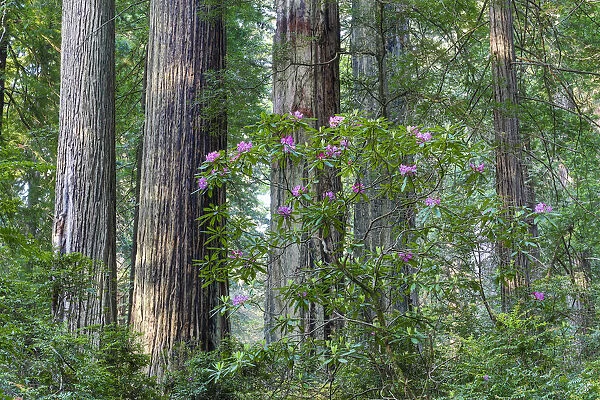 Rhododendrons blooming, Del Norte Coast Redwoods State Park, California