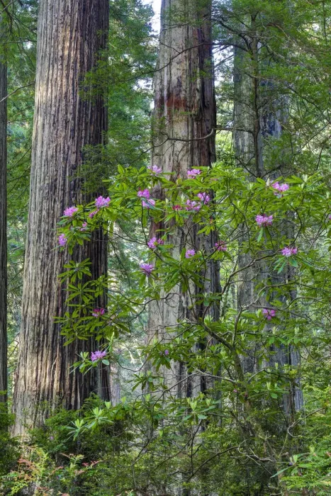 Framed Print : Rhododendrons blooming, Del Norte Redwoods State Park, California Framed Print : Rhododendrons blooming, Del Norte Redwoods State Park, California