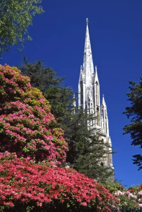 Framed Print : Rhododendrons and First Church, Dunedin, New Zealand Framed Print : Rhododendrons and First Church, Dunedin, New Zealand