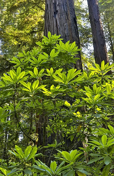 Rhododendrons in Stout Grove, Jedediah Smith Redwoods State Park, Northern California