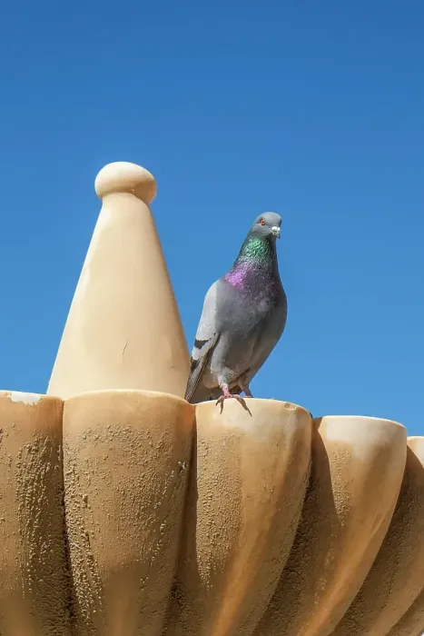 Framed Print : Rhonda, Spain. Pigeon on a fountain in town center