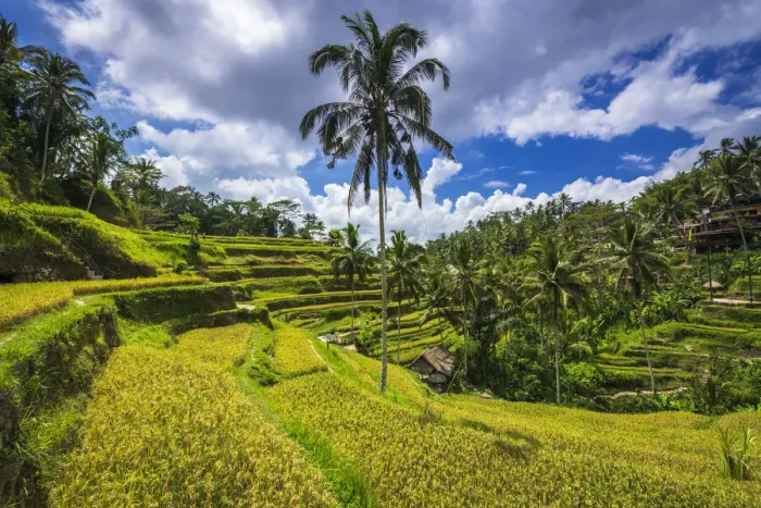 Framed Print : Rice fields at Tegallalang Rice Terrace, Bali, Indonesia