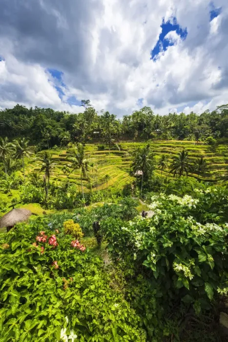 Framed Print : Rice fields at Tegallalang Rice Terrace, Bali, Indonesia