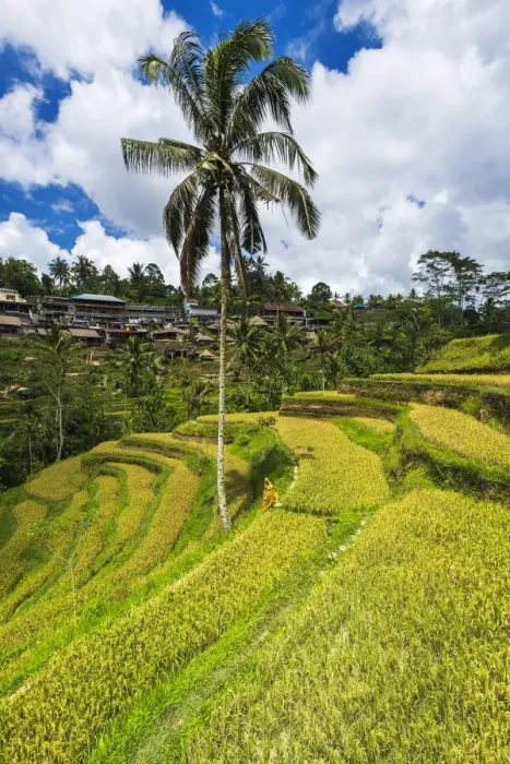 Framed Print : Rice fields at Tegallalang Rice Terrace, Bali, Indonesia Framed Print : Rice fields at Tegallalang Rice Terrace, Bali, Indonesia