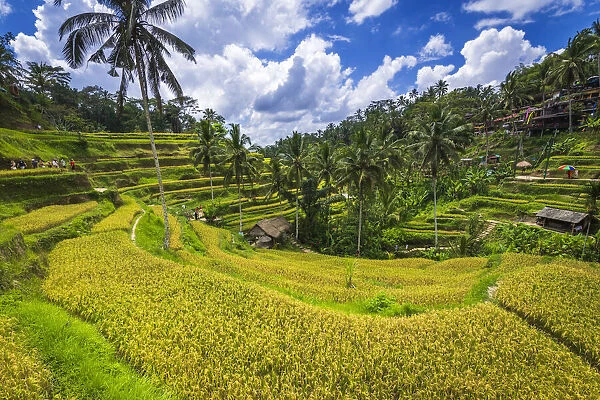 Rice fields at Tegallalang Rice Terrace, Bali, Indonesia