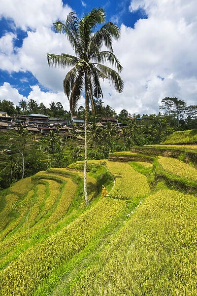 Rice fields at Tegallalang Rice Terrace, Bali, Indonesia