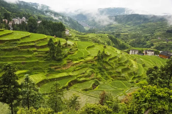 Framed Print : Rice paddy in the mountain, Zhaoxing, Guizhou Province, China Framed Print : Rice paddy in the mountain, Zhaoxing, Guizhou Province, China