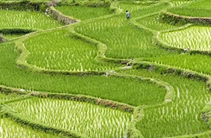 Framed Print : Rice paddy in the mountain, Zhaoxing, Guizhou Province, China Framed Print : Rice paddy in the mountain, Zhaoxing, Guizhou Province, China