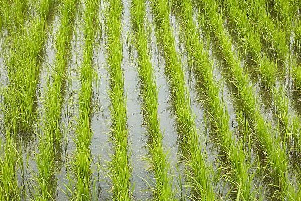 Rice paddy, near Tan Hoa, Tien Giang Province, Mekong Delta, Vietnam