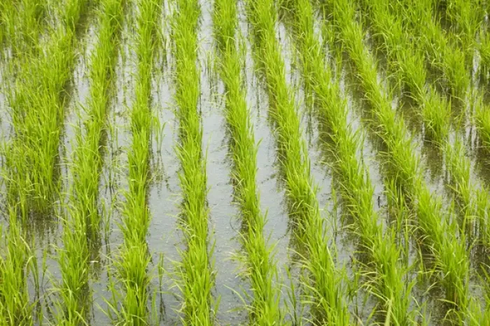 Framed Print : Rice paddy, near Tan Hoa, Tien Giang Province, Mekong Delta, Vietnam Framed Print : Rice paddy, near Tan Hoa, Tien Giang Province, Mekong Delta, Vietnam