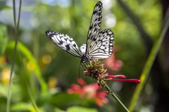 Framed Print : Rice Paper butterfly ( Idea leuconoe) at the Butterfly and Nature Conservatory in Key West Florida Framed Print : Rice Paper butterfly ( Idea leuconoe) at the Butterfly and Nature Conservatory in Key West Florida