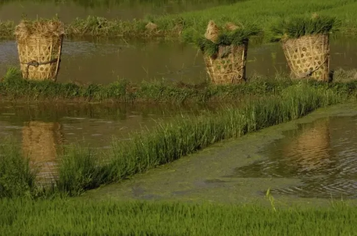 Framed Print : Rice plants in baskets for replanting. Jianchuan County, bordering Lijiang. Yunnan Province Framed Print : Rice plants in baskets for replanting. Jianchuan County, bordering Lijiang. Yunnan Province