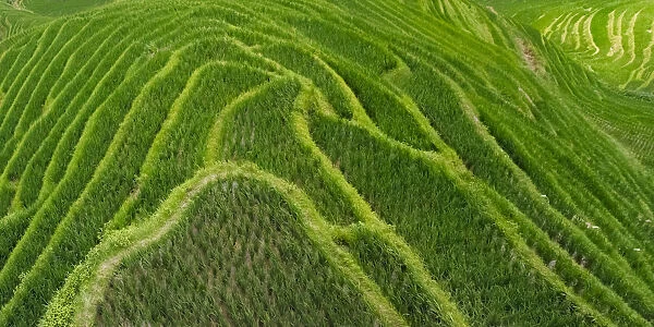Rice terrace in the mountain, Longsheng, China