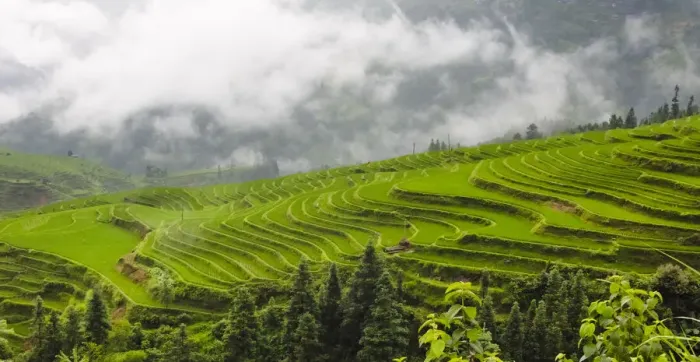 Framed Print : Rice terrace in the mountain in morning mist, Jiabang, Guizhou Province, China Framed Print : Rice terrace in the mountain in morning mist, Jiabang, Guizhou Province, China