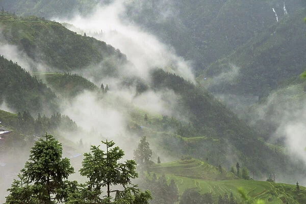 Rice terrace in the mountain in morning mist, Jiabang, Guizhou Province, China