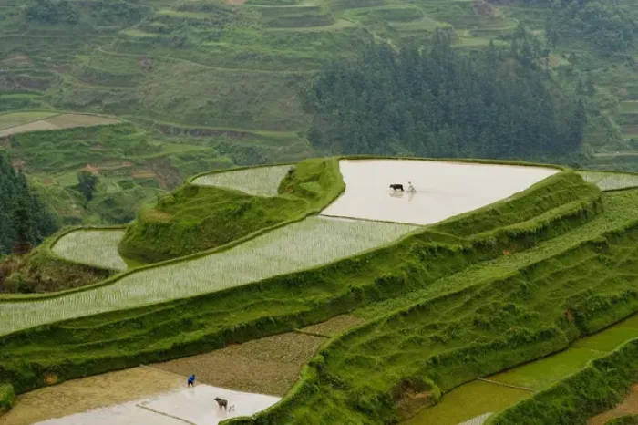 Framed Print : Rice Terraces, Eastern Guizhou Province, China