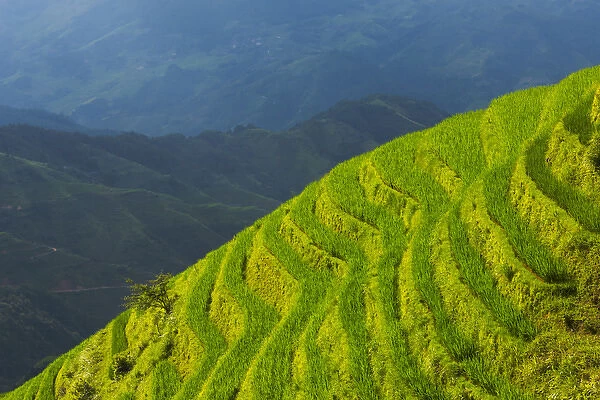 Rice terraces in the mountain, Longsheng, Guangxi Province, China