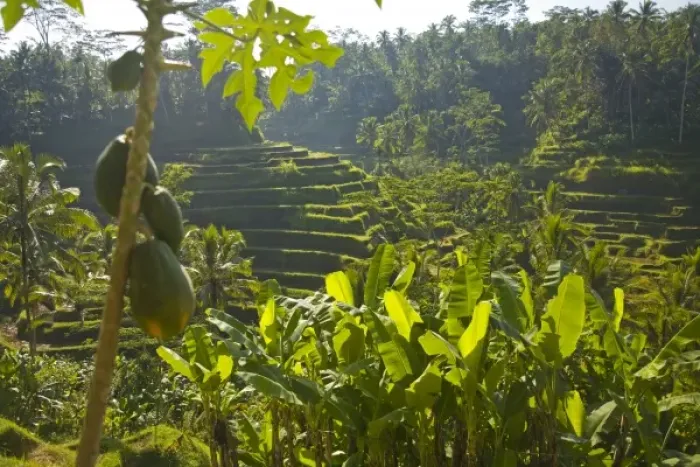 Framed Print : Rice Terraces near Ubud, Bali