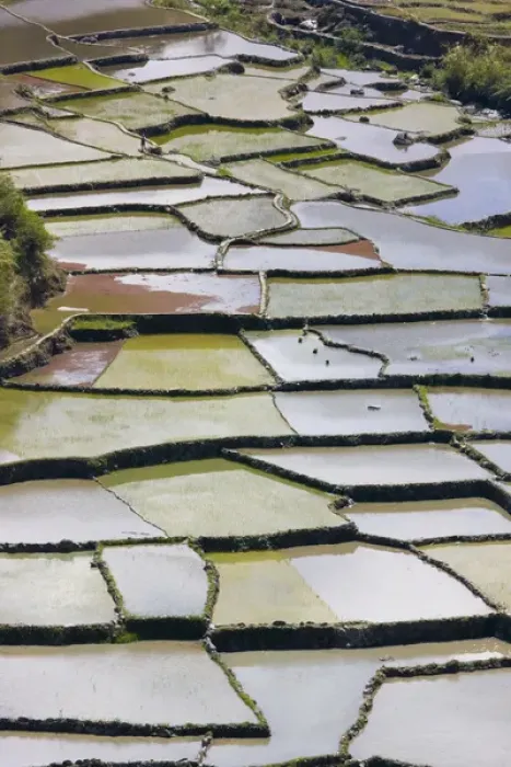 Framed Print : The Rice Terraces of the Philippine Cordilleras, UNESCO World Heritage site, Banaue Framed Print : The Rice Terraces of the Philippine Cordilleras, UNESCO World Heritage site, Banaue
