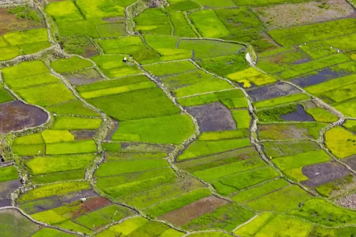 Framed Print : The Rice Terraces of the Philippine Cordilleras, UNESCO World Heritage site, Banaue