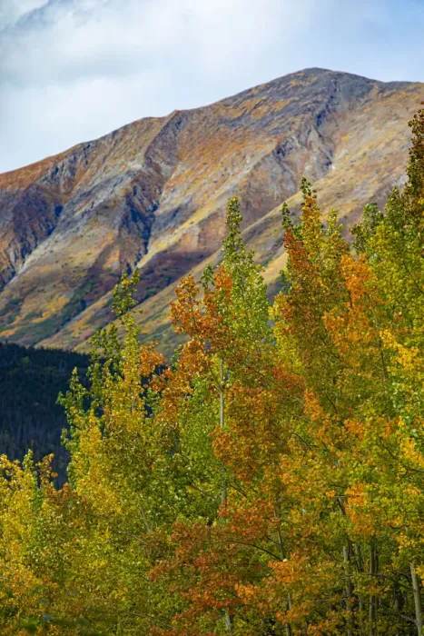 Framed Print : Richardson Highway, Alaska, autumn color, birch, aspens, mountains, Permafrost Framed Print : Richardson Highway, Alaska, autumn color, birch, aspens, mountains, Permafrost