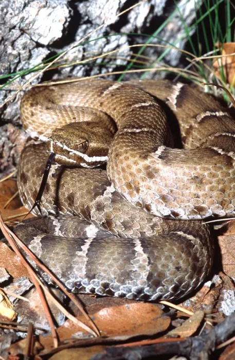 Framed Print : Ridge-nosed Rattlesnake Crotalus willardi willardi South Eastern Arizona (Wild) Framed Print : Ridge-nosed Rattlesnake Crotalus willardi willardi South Eastern Arizona (Wild)